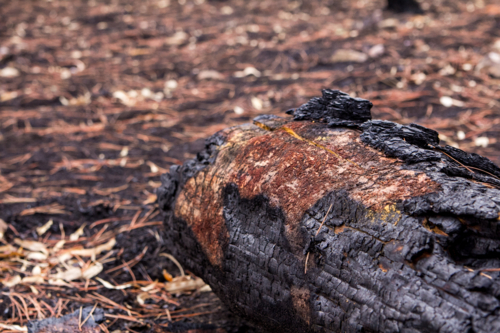 Blackened burnt log after the bushfire - Australian Stock Image