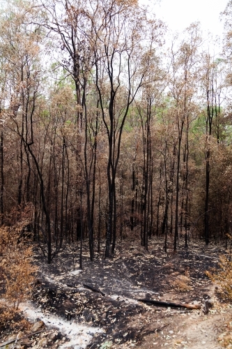 Blackened tree trunks after bushfire burnt through