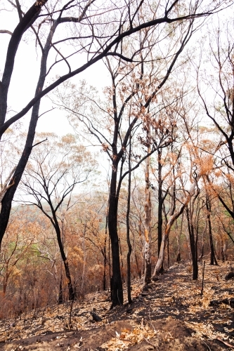 Blackened tree trunks after bushfire burnt through - Australian Stock Image