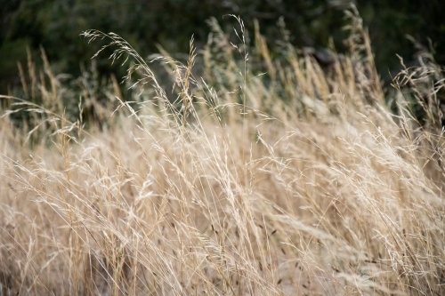 Blades of Dry Grass in the Wind - Australian Stock Image