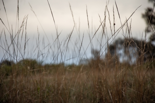 Blades of Dry Grass on a Gloomy Day - Australian Stock Image