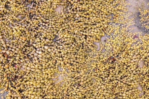 blanket of seaweed strings and bubbles - Australian Stock Image