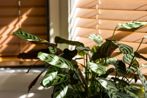 Blinds in bedroom casting shadows with light slipping in bars across house plant leaf - Australian Stock Image
