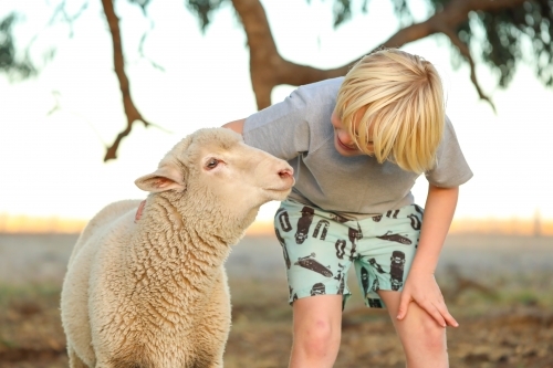 Blond boy showing affection to pet sheep in the country - Australian Stock Image