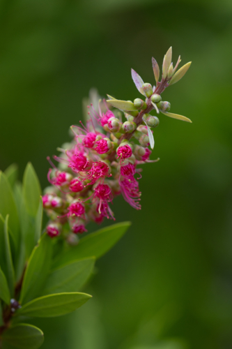 Blooming pink bottlebrush close up - Australian Stock Image