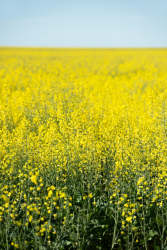 Blooming yellow canola field under a clear blue sky - Australian Stock Image
