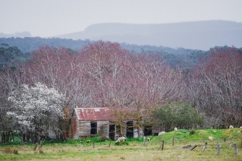 Blossom trees and a rustic shack.