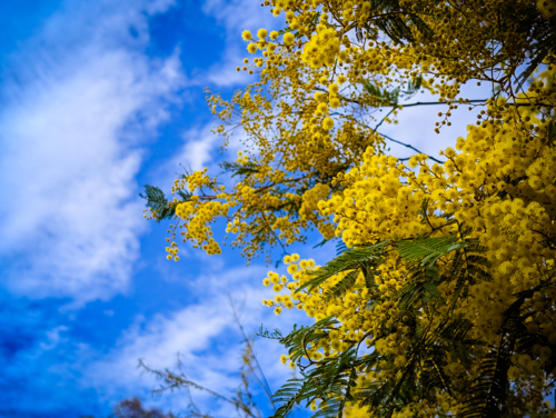 Blossoming of Mimosa tree (Acacia Pycnantha), otherwise known as Golden Wattle on a cool late winter - Australian Stock Image