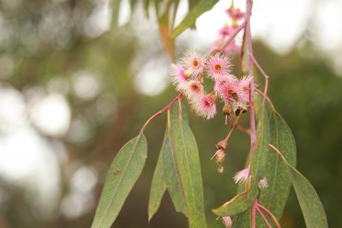 Blossoming pink eucalyptus gum tree branch