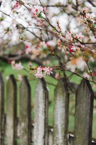 blossoms growing over old wooden fence - Australian Stock Image