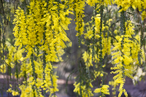 Blossoms of golden wattle in the morning sunlight close up - Australian Stock Image