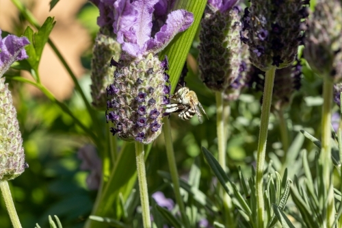 blue banded bee in lavender flowers - Australian Stock Image