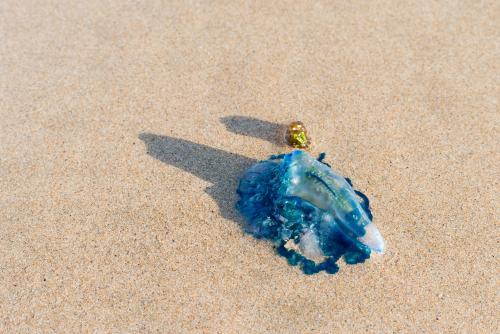 Blue Bottle Jellyfish on Beach - Australian Stock Image