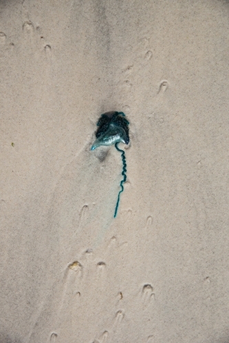 Blue bottle on white sand - Australian Stock Image