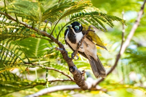 Blue faced honeyeater in a tree - Australian Stock Image
