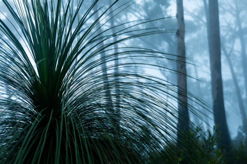 Blue foggy morning forest landscape scene - Australian Stock Image