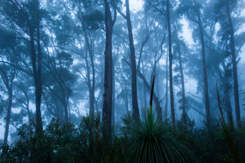 Blue foggy morning forest landscape scene - Australian Stock Image