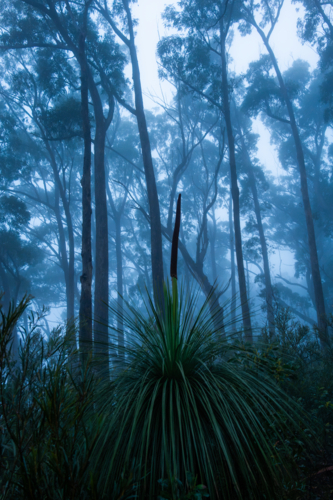 Blue foggy morning forest landscape scene - Australian Stock Image