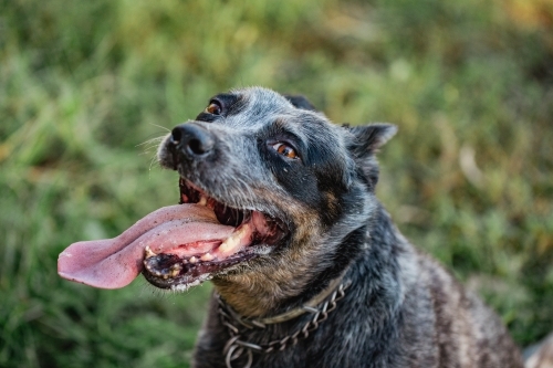 Blue heeler cattle dog sitting with long tongue hanging out - Australian Stock Image