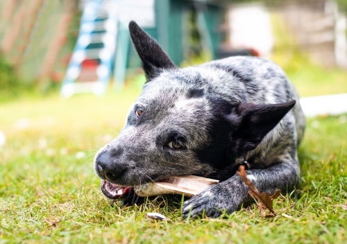 Blue heeler dog chewing on bone on grass field - Australian Stock Image