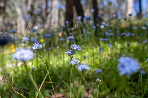 Blue pincushion flowers in eucalyptus woodland - Australian Stock Image