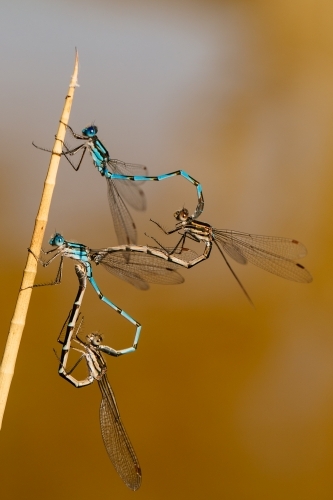Blue ringed dragonflies mating shaped like love hearts
