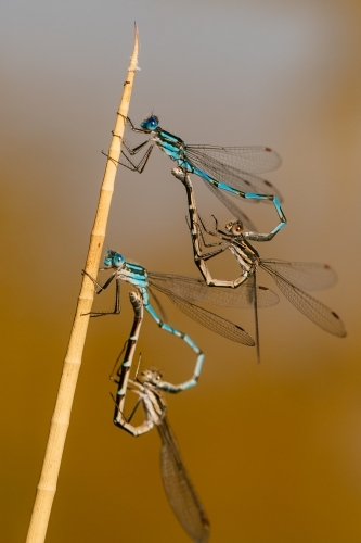Blue ringed dragonflies mating shaped like love hearts