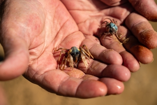 Blue soldier crabs sitting on top of two bare hands - Australian Stock Image