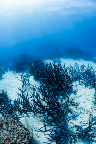 Blue staghorn coral on the Great Barrier Reef - Australian Stock Image