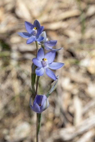 blue sun orchid - Australian Stock Image