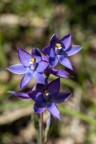 blue sun orchid - Australian Stock Image