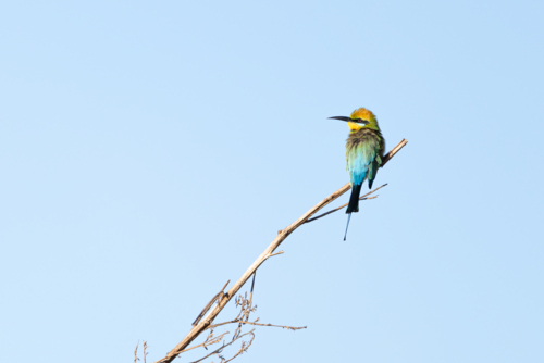 Blue-tailed Bee-eater (Merops philippinus) perched on branch under clear blue sky - Australian Stock Image