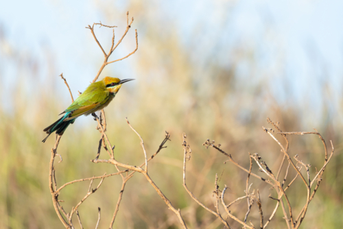 Blue-tailed Bee-eater (Merops philippinus) perched on dry branch in woodland - Australian Stock Image