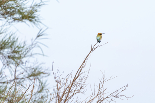 Rainbow Bee-eater (Merops philippinus) resting on thin branch under pale sky - Australian Stock Image