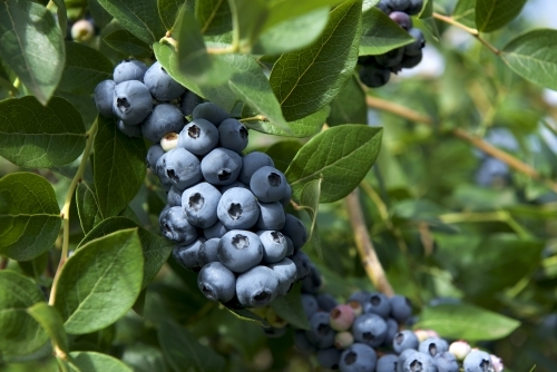 Blueberries on bush - Australian Stock Image