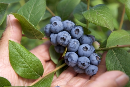 Blueberries on bush with farmers hands - Australian Stock Image