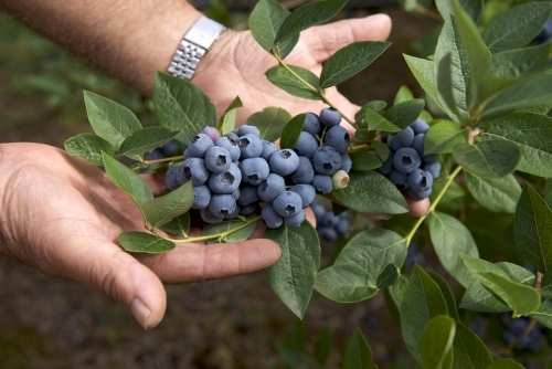 Blueberries on bush with farmers hands