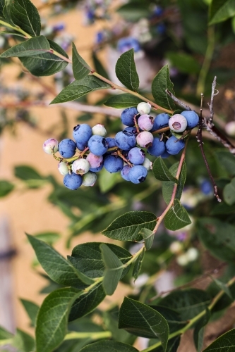Blueberry bush, up close
