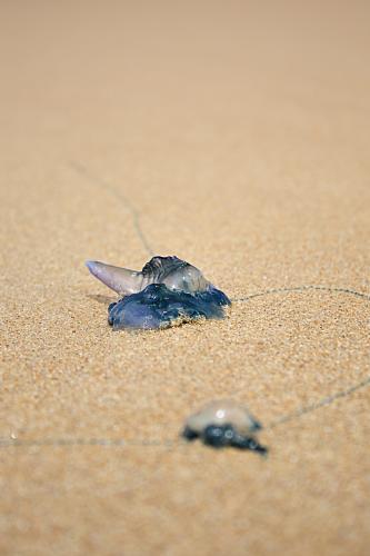 Bluebottles on the sand - Australian Stock Image