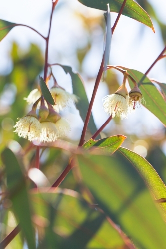 Blurred gum leaves and gum blossom