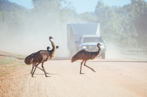 Blurred image of  emus attempting to cross a dirt road near Mt Surprise, Queensland, Australia - Australian Stock Image