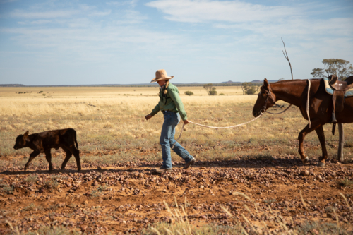 blurred image Woman leading her horse and following a calf - Australian Stock Image