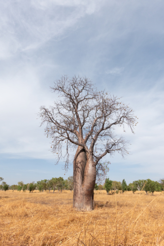 Boab tree in an open plain, dry season Northern Territory - Australian Stock Image