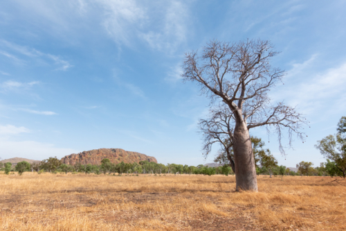 Boab tree in an open plain, with rocky outcrop, Northern Territory - Australian Stock Image