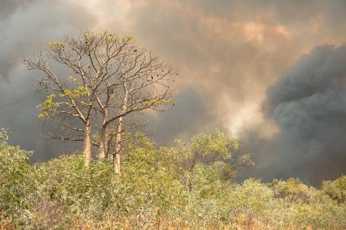 boab tree in path of bush fire and smoke filled sky - Australian Stock Image