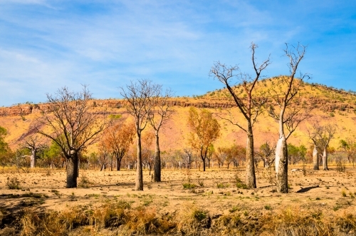 Boab trees in a colourful burnt landscape - Australian Stock Image