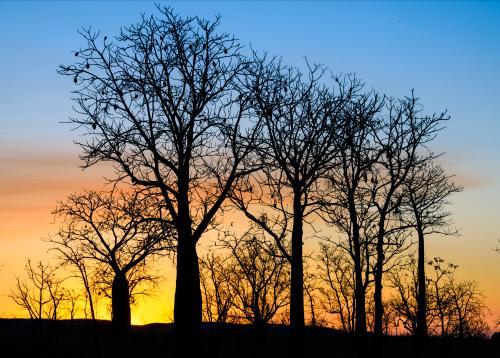 Boabs silhouetted in colourful sunset