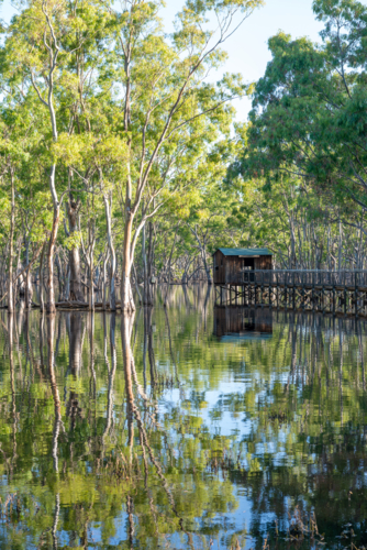 Boardwalk and hut nestled among flooded river red gums, reflected in the calm waters of a wetland - Australian Stock Image