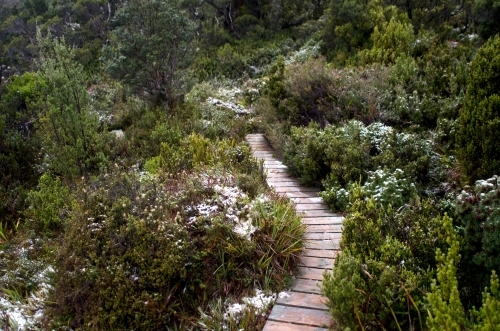 Boardwalk through plants and trees with patchy snow
