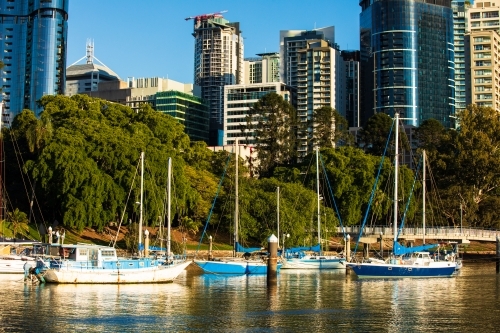 Boats moored on the Brisbane River adjacent to the City Botanic Gardens - Australian Stock Image